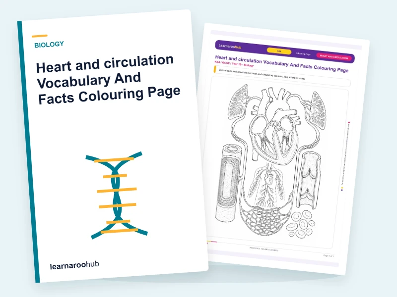 Heart and circulation Vocabulary And Facts Colouring Page — colouring sheets cover
