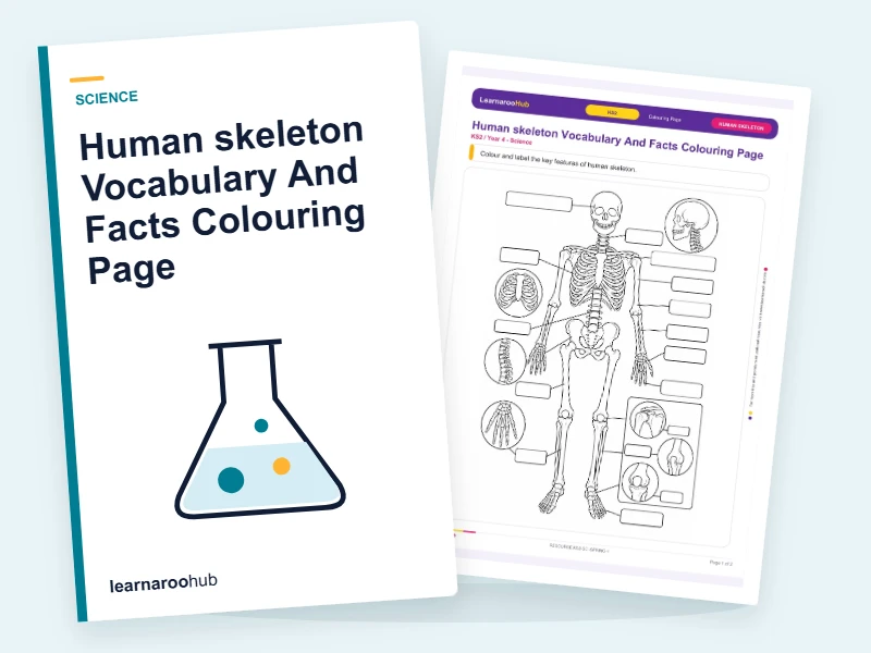 Human skeleton Vocabulary And Facts Colouring Page — colouring sheets cover